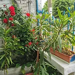 цвета בית הארחה 3*